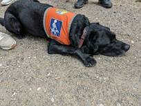 Ein Blindenführhund liegt entspannt auf der Straße.
