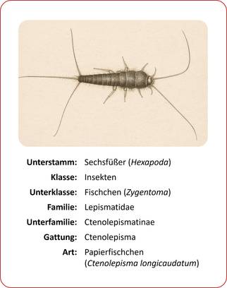 Klassifikation Papierfischchen